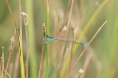 Ischnura pumilio