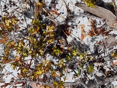 Pseudanthus orientalis