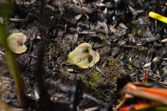 Corybas oblongus