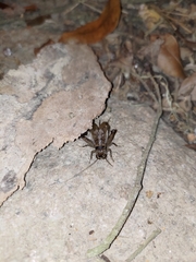 Loxoblemmus equestris