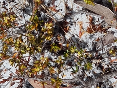 Pseudanthus orientalis