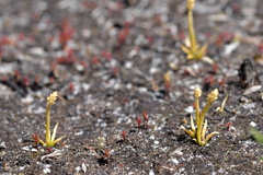 Phylloglossum drummondii