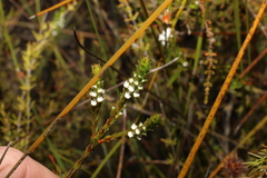 Baeckea imbricata