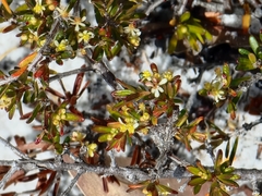 Pseudanthus orientalis