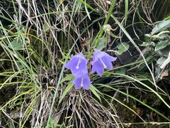 Adenophora morrisonensis