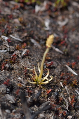 Phylloglossum drummondii