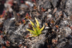 Phylloglossum drummondii