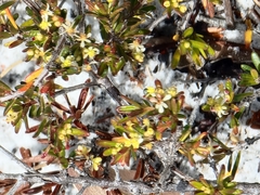 Pseudanthus orientalis