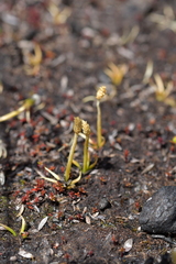 Phylloglossum drummondii