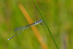 Austrolestes colensonis