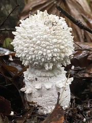 Amanita pyramidifera