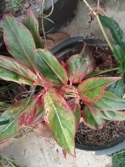 Aglaonema commutatum