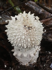 Amanita pyramidifera