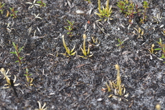 Phylloglossum drummondii