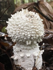 Amanita pyramidifera