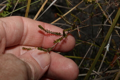 Micromyrtus littoralis