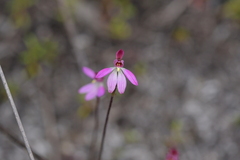 Caladenia minor