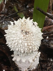 Amanita pyramidifera