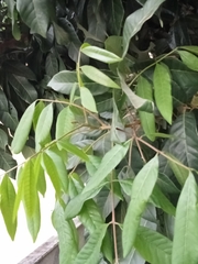 Dimocarpus longan