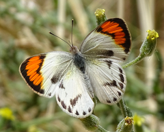 Colotis euippe omphale