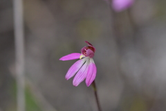 Caladenia minor
