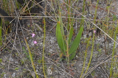 Caladenia minor