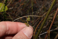 Micromyrtus littoralis