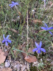 Lithotoma axillaris