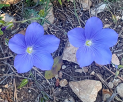 Linum narbonense