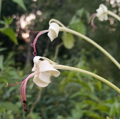 Clerodendrum indicum