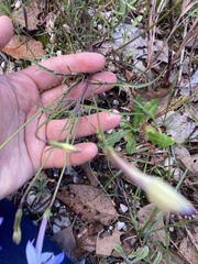 Lithotoma axillaris