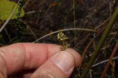 Micromyrtus littoralis