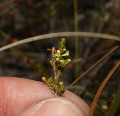 Micromyrtus littoralis