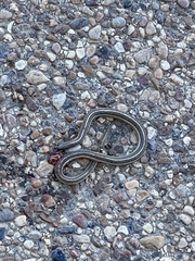 Tropidoclonion lineatum