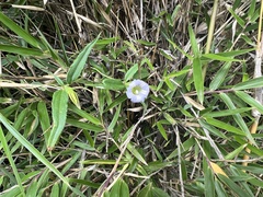 Tripterospermum lanceolatum