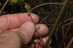 Micromyrtus littoralis