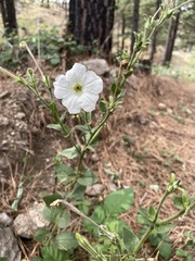 Petunia axillaris