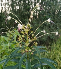 Clerodendrum indicum