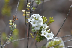 Epacris pauciflora