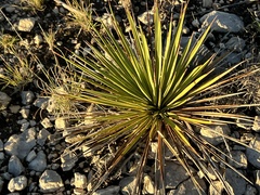 Yucca reverchonii