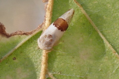 Norvellina seminuda