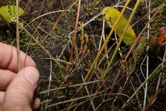 Micromyrtus littoralis