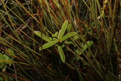 Hibbertia salicifolia