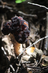 Gyromitra antarctica