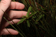Hibbertia salicifolia