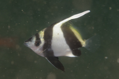 Heniochus acuminatus
