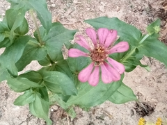 Zinnia