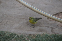 Crithagra dorsostriata