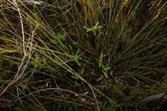 Hibbertia salicifolia