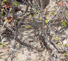 Psammophis subtaeniatus